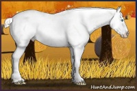 Horse Color:Cremello Dun Sabino Splash 