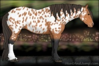 Horse Color:Bay Appaloosa 