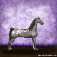 Horse Color:Grullo Sabino Appaloosa Rabicano