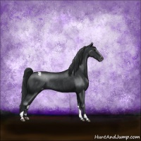 Horse Color:Black Sabino Varnish Rabicano 