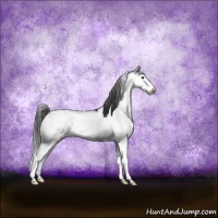 Horse Color:Black Sabino Varnish Rabicano 