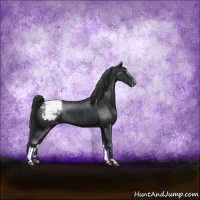 Horse Color:Black Sabino Appaloosa Rabicano