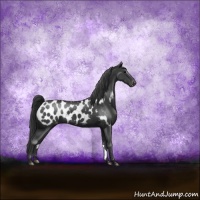 Horse Color:Black Sabino Appaloosa Rabicano