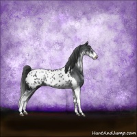 Horse Color:Black Sabino Appaloosa Rabicano 