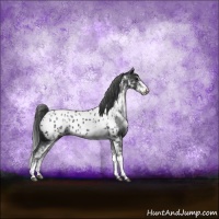 Horse Color:Black Sabino Near Leopard Rabicano 