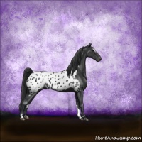 Horse Color:Black Sabino Appaloosa Rabicano