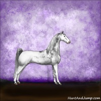 Horse Color:Black Sabino Snowcap Rabicano 