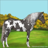 Horse Color:White Spotted Silver Black 