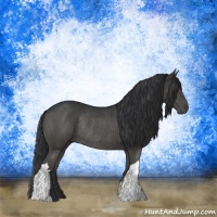 Horse Color:Black Rabicano