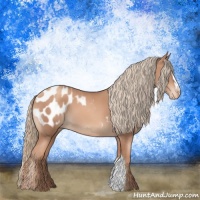 Horse Color:Gold Champagne Appaloosa 