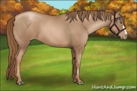 Horse Color:Liver Chestnut Pearl 
