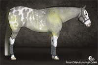 Horse Color:Brown Roan Dun Splash Appaloosa 