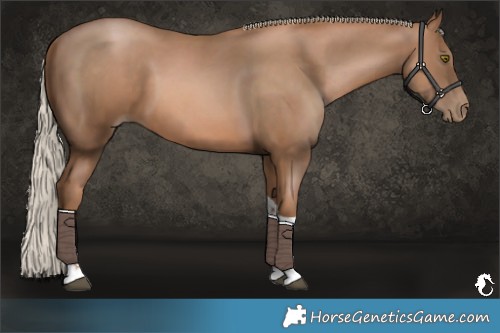 Horse Color:Liver Chestnut Pearl Tobiano 