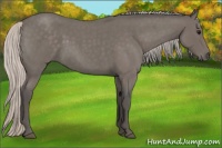 Horse Color:Silver Blue Roan 