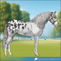 Horse Color:Smoky Black Appaloosa 