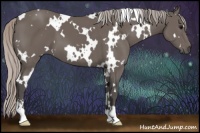 Horse Color:White Spotted Silver Black Sabino 