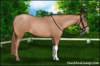 Horse Color:Bay Pearl