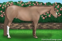 Horse Color:Black Pearl 