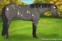 Horse Color:White Spotted Grullo 