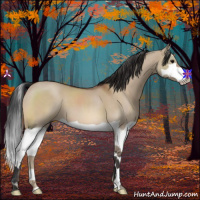 Horse Color:Bay Dun Splash 