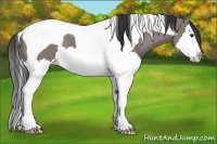 Horse Color:Grullo Splash Tobiano