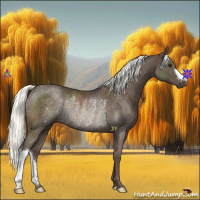 Horse Color:Liver Chestnut Mushroom Rabicano 