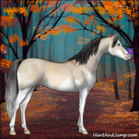 Horse Color:Bay Dun Splash 
