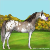 Horse Color:Liver Red Dun Splash Appaloosa