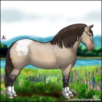 Horse Color:Bay Dun Appaloosa 