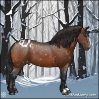 Horse Color:Bay Appaloosa 