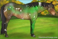 Horse Color:White Spotted Buckskin 