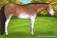 Horse Color:Gray White Spotted Brown Pearl 