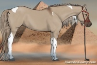 Horse Color:Liver Red Dun Tobiano 
