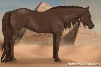 Horse Color:Gray Chestnut 