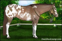 Horse Color:White Spotted Liver Chestnut Blanket Rabicano 