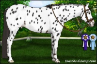 Horse Color:Liver Chestnut Appaloosa
