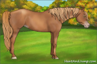 Horse Color:Gray Gold Champagne 