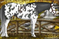 Horse Color:Black Splash Near Leopard
