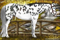 Horse Color:Black Splash Near Leopard 