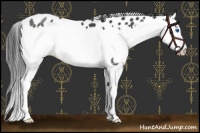 Horse Color:Black Splash Appaloosa 