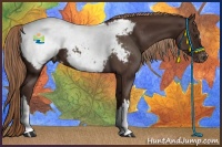 Horse Color:Liver Chestnut Snowcap 