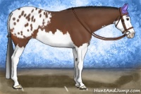 Horse Color:Bay Splash Appaloosa 