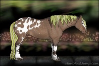 Horse Color:Painted White Spotted Silver Brown Dun Appaloosa 