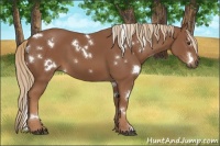 Horse Color:White Spotted Chestnut 