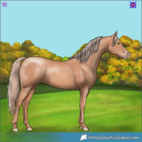 Horse Color:Gold Champagne