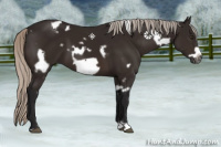 Horse Color:Gray White Spotted Silver Brown Frame 