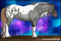 Horse Color:Liver Red Roan Tobiano Appaloosa 