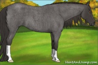 Horse Color:Smoky Blue Roan 