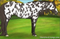Horse Color:Smoky Black Near Leopard Rabicano