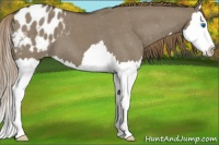 Horse Color:Smoky Grullo Roan Splash Appaloosa 